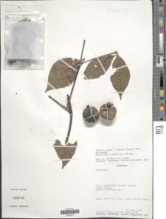 Rothmannia longiflora image