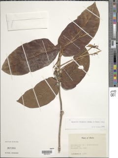 Oxyanthus racemosus image
