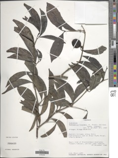 Rothmannia fischeri image