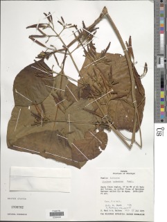 Image of Cinchona pubescens