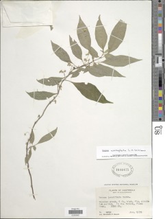 Deppea anisophylla image
