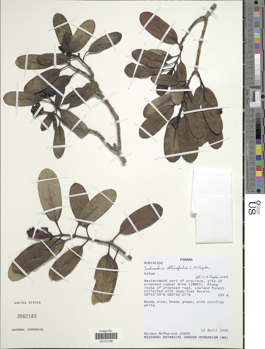 Schradera obtusifolia image