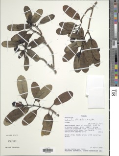 Image of Schradera obtusifolia