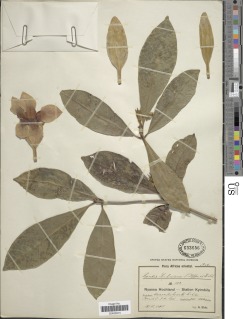 Image of Rothmannia engleriana