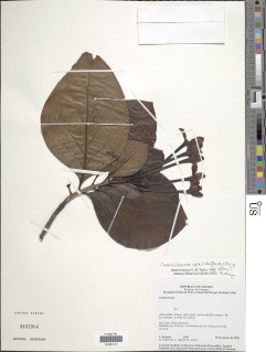 Cosmibuena grandiflora image