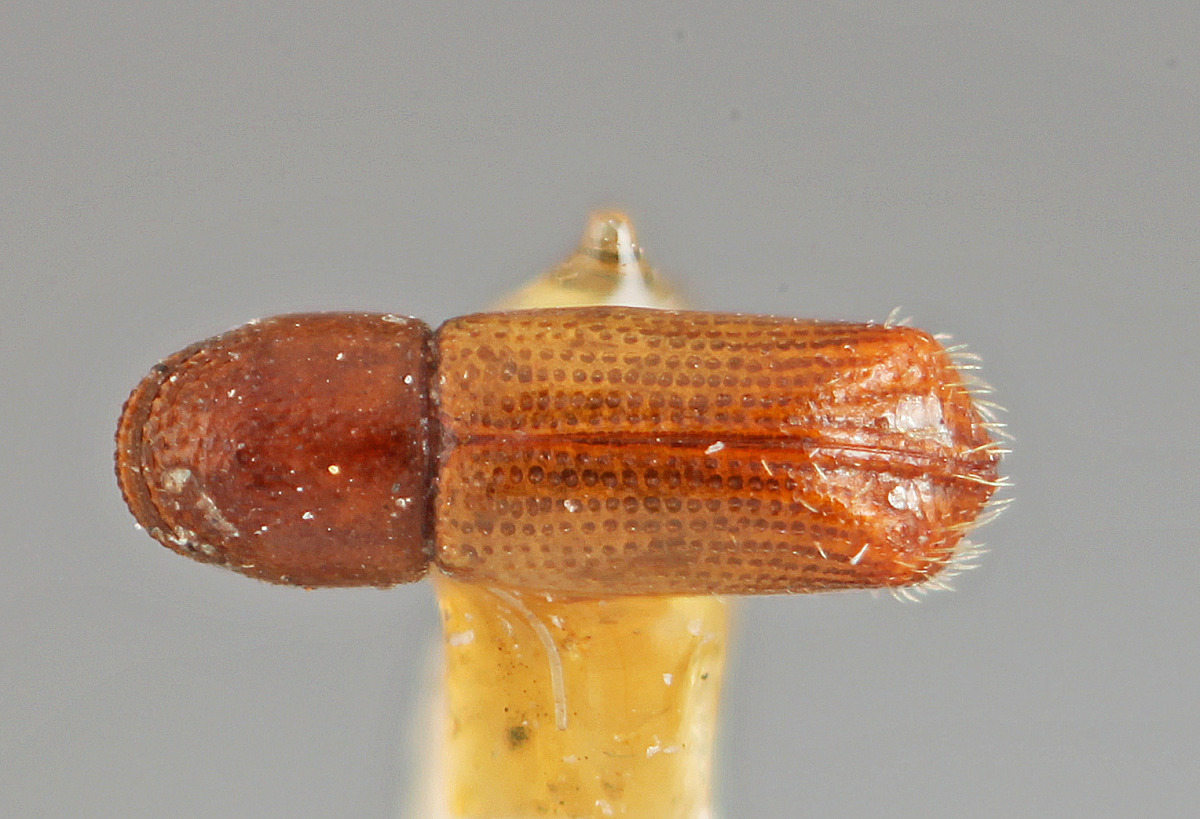 Pityophthorus elegans image