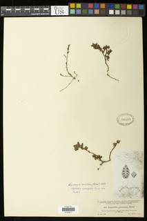 Image of Chamaesyce densiflora