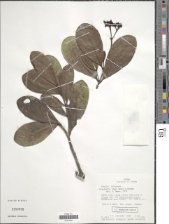Psychotria olgae image