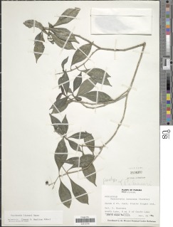Image of Psychotria liesneri