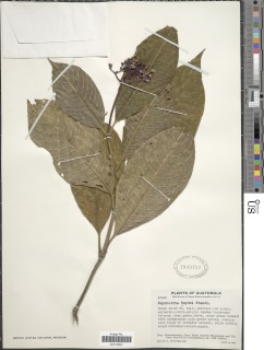 Image of Psychotria heydei