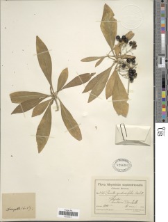Image of Pavetta gardeniifolia