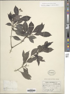 Psychotria biaristata image
