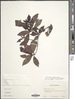 Psychotria costivenia subsp. altorum image