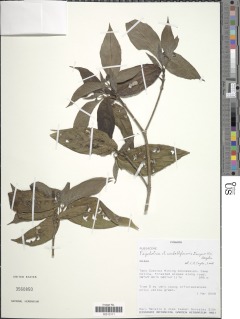 Psychotria umbelliformis image