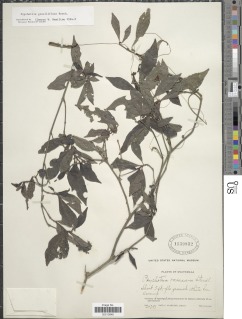 Psychotria biaristata image