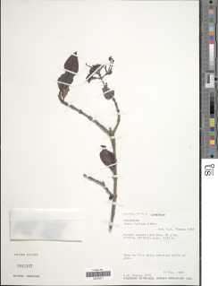 Image of Ixora foliosa