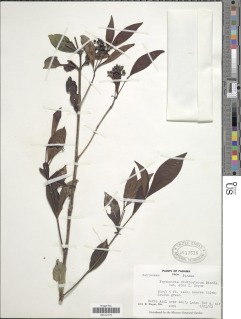 Image of Psychotria fruticetorum