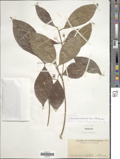 Image of Chomelia protracta