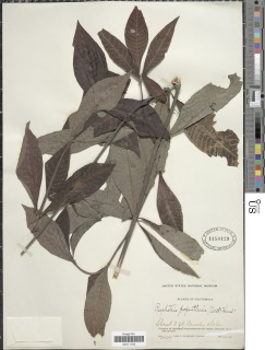 Image of Psychotria papantlensis