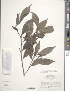 Psychotria lundellii image
