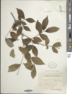 Image of Craterispermum schweinfurthii
