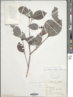 Image of Psychotria quinqueradiata