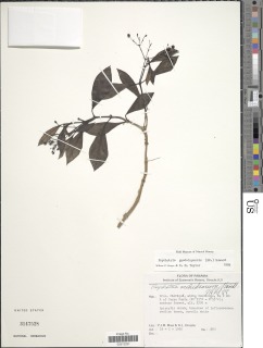 Image of Psychotria guadalupensis