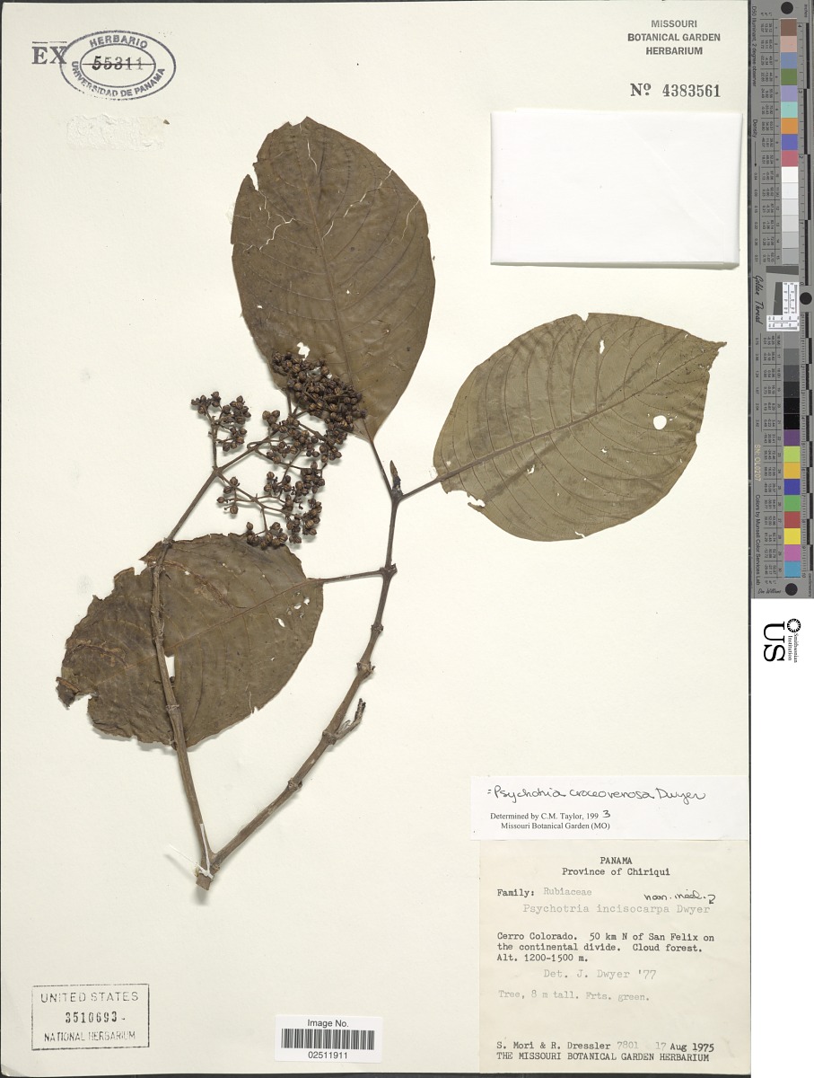 Psychotria croceovenosa image