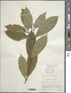 Image of Psychotria racemosa
