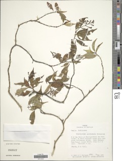 Psychotria goldmanii image