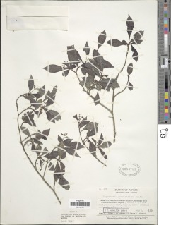 Psychotria graciliflora image