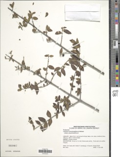 Image of Bullockia pseudosetiflora