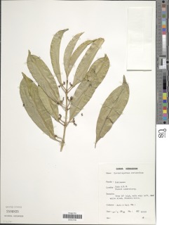 Craterispermum cerinanthum image