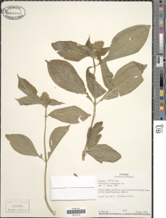 Psychotria pubescens image