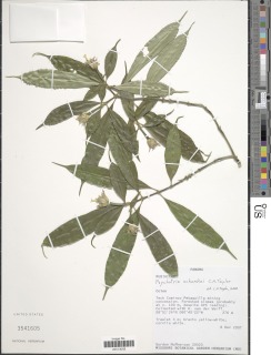 Image of Psychotria schunkei