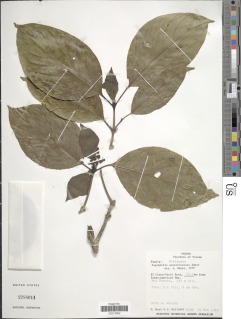 Psychotria santaritensis image