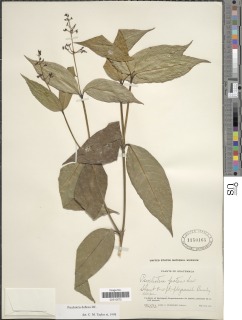 Image of Psychotria deflexa