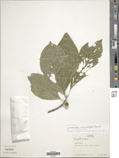 Guettarda ramuliflora image