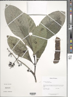 Image of Psychotria flava