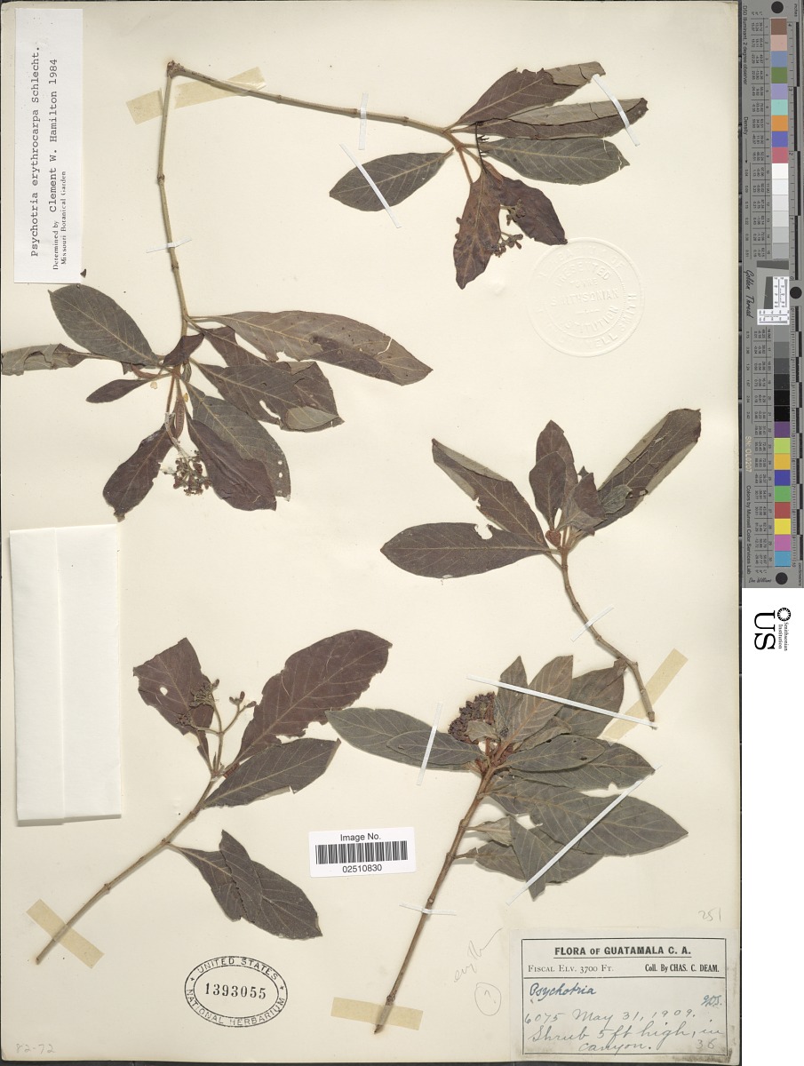 Psychotria erythrocarpa image