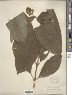 Image of Psychotria pilosa
