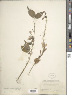 Argocoffeopsis rupestris subsp. rupestris image