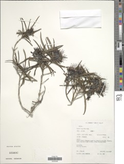 Image of Pavetta linearifolia