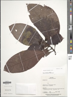 Psychotria calophylla image