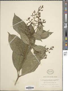 Image of Psychotria brachiata