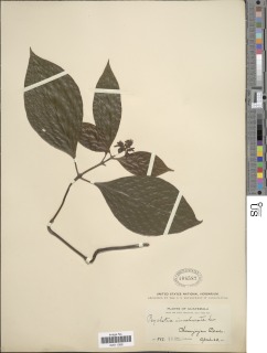Psychotria involucrata image