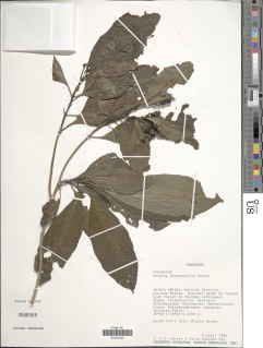 Pavetta hymenophylla image