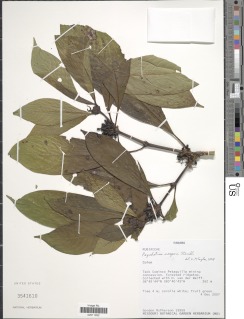 Psychotria cooperi image