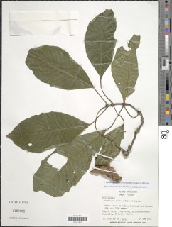 Psychotria correae image