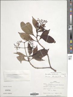 Psychotria stockwellii image
